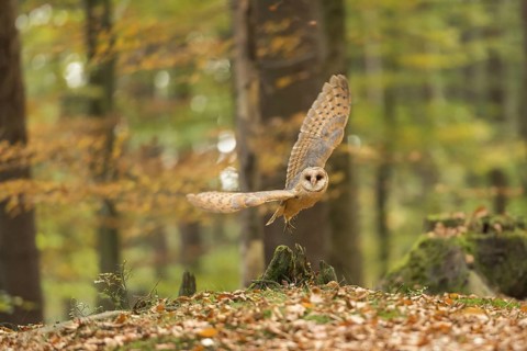 Western Barn Owl (Tyto alba) flying, North Rhine-Westphalia, Germany