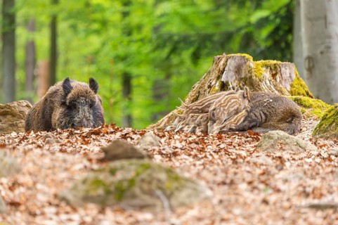 Wild boar (Sus scrofa) piglets (Squeaker) suckle milk at their mother in a forest, Bavaria, Germany