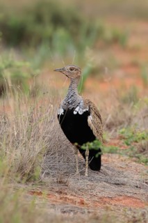 Red-crested Bustard (Lophotis ruficrista), adult, foraging, vigilant, Mokala National Park, South