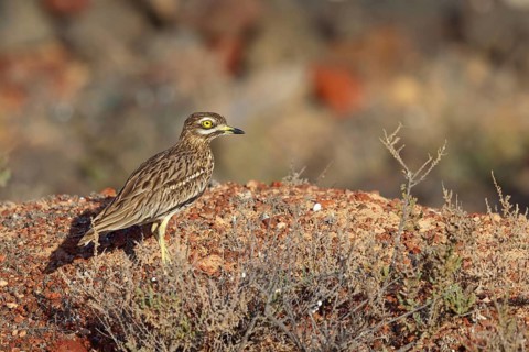 Curlew, Animals, Birds, (Burhinus oedicnemus), Biotope, Habitat, Foraging, Curlew family, Canary
