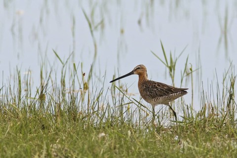 Asian Dowitcher (Limnodromus semipalmatus), Mongolia