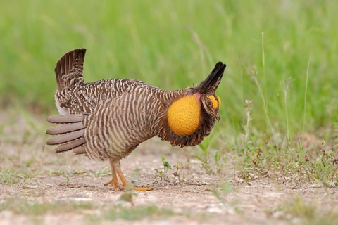 Greater Prairie Chicken (Tympanuchus cupido) male, Texas, USA