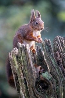 Squirrel (Sciurus vulgaris), Emsland, Lower Saxony, Germany