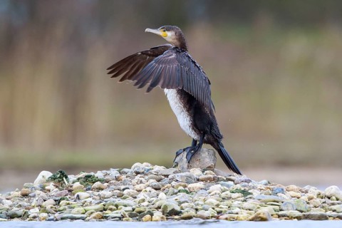 Great Cormorant (Phalacrocorax carbo) flapping wings, North Rhine-Westphalia, Germany