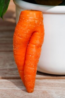 Carrot (Daucus carota subsp. sativus), funny carrot in the shape of trousers, carrot trousers,
