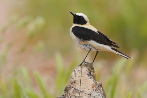 Black-eared Wheatear (Oenanthe hispanica) male, Andalusia, Spain