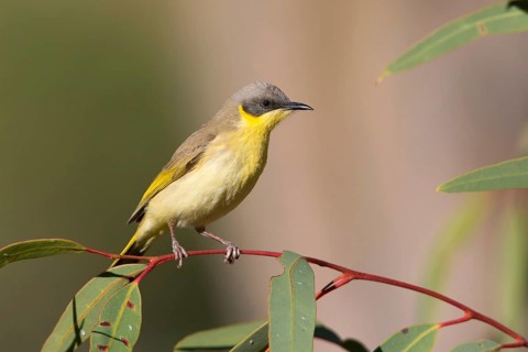 Grey-headed Honeyeater (Ptilotula keartlandi), Northern Territory, Australia