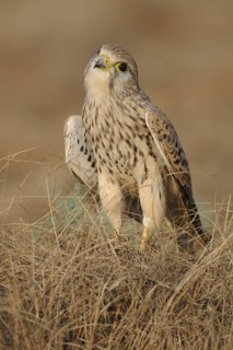 Common Kestrel (Falco tinnunculus), India