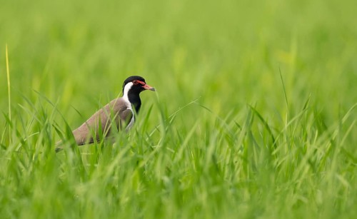 Red-wattled Lapwing (Vanellus indicus) standing alert, Sreepur, Gazipur, Bangladesh