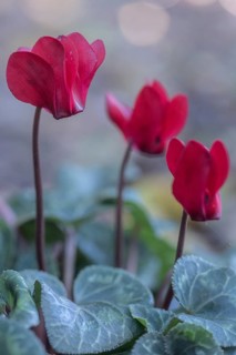 Cyclamen hederifolium or Neapolitan cyclamen (Cyclamen hederifolium), Emsland, Lower Saxony,