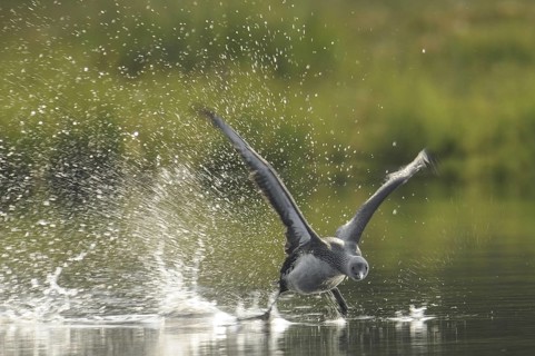 Red-throated Loon (Gavia stellata), Sweden