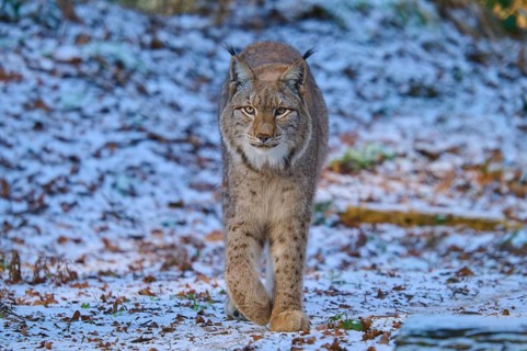 A lynx walking through a snowy forest scene, winter, Lynx (Lynx lynx), Hesse, Germany