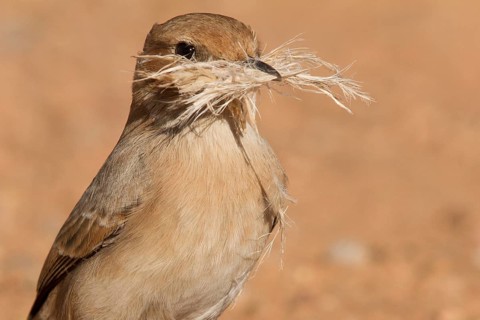 Red-rumped Wheatear (Oenanthe moesta) female with nesting material in its beak, Morocco