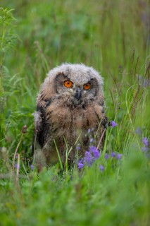 One young Eurasian Eagle Owl, Bubo bubo, sitting on the ground in tall grass of a meadow