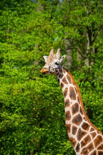 Reticulated giraffe (Giraffa camelopardalis reticulata), portrait, Germany