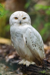 Close-up of a Snowy owl (Bubo scandiacus), captive, Germany