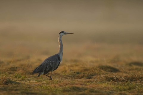 Grey Heron (Ardea cinerea), North Rhine-Westphalia, Germany