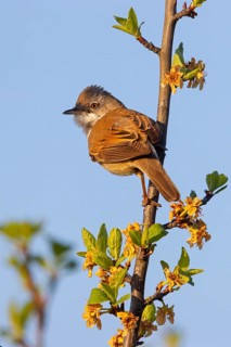 Whitethroat, common whitethroat (Sylvia communis), Fauvette grisette, Curruca Zarcera, songbird,