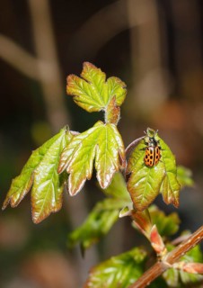Chrysomela vigintipunctata (Chrysomela vigintipunctata) sitting on a leaf, North Rhine-Westphalia,