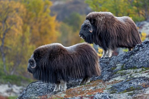 I have only been able to observe musk oxen (Ovibos moschatus) in such rocky terrain once before,
