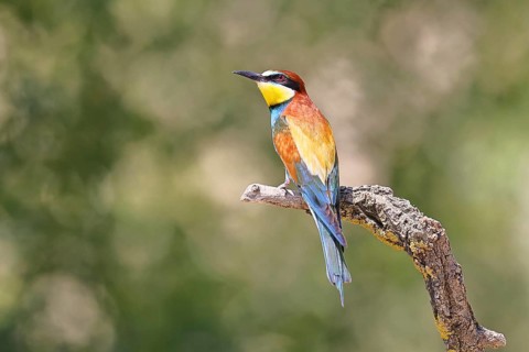European bee-eater (Merops apiaster) sitting on a branch covered with green lichen, dorsal view,
