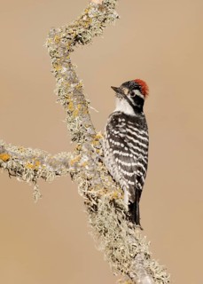 Nuttall's Woodpecker (Dryobates nuttallii) male, California, USA