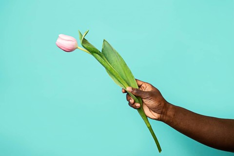 An African man's hand gracefully holds a single pink tulip against a vibrant blue background. The