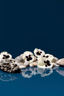 White pansy flowers laid on a collection of small stones with clear reflections placed against a