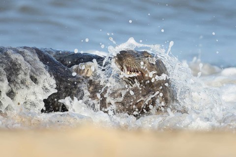 Atlantic grey seal (Halichoerus grypus) two adult marine animals playing in the breaking waves of