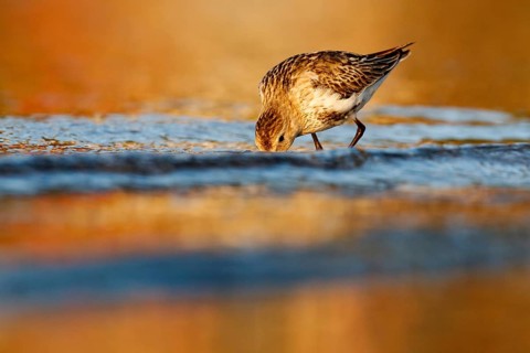 Dunlin (Calidris alpina) foraging, Asturias, Spain