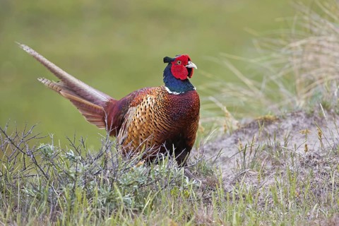 Common Pheasant (Phasianus colchicus) male, Texel, Netherlands