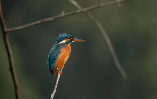 Vibrant Common Kingfisher (Alcedo atthis) perched on a thin branch, Sreepur, Gazipur, Bangladesh
