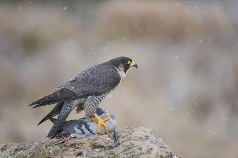 Peregrine Falcon (Falco peregrinus) female, Saxony, Germany