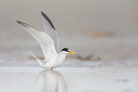 Least Tern (Sternula antillarum) raised, Massachusetts, USA