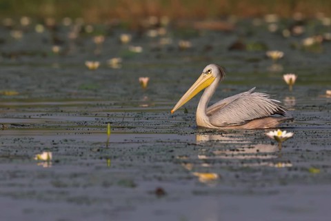 Pink-backed Pelican (Pelecanus rufescens), Semuliki National Park, Uganda