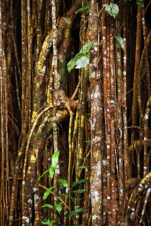 Strangler fig (Ficus virens), tropical tree, tree, rainforest, jungle, Atherton tablelands,