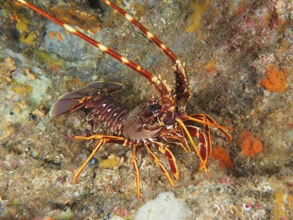 European spiny crayfish (Palinurus elephas) with detailed carapace and long antennae on the seabed,