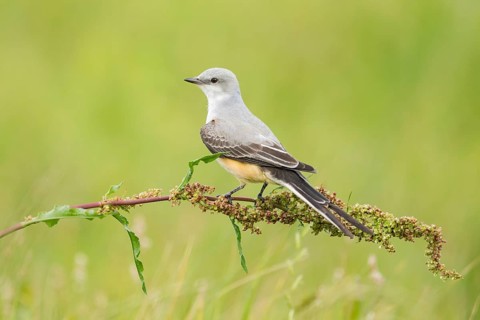 Scissor-tailed Flycatcher (Tyrannus forficatus), Texas, USA