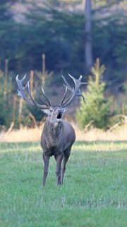 Red deer (Cervus elaphus) during the rutting season, a large stag roaring in a forest clearing,