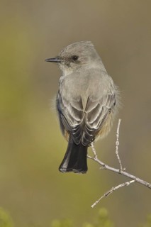 Say's Phoebe (Sayornis saya), New Mexico, USA