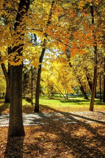 Autumn colors, fall in park with yellow leaves foliage trees