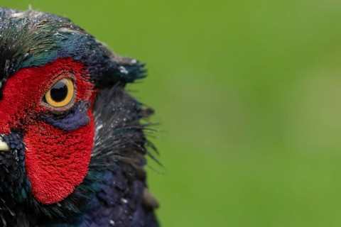 Common pheasant (Phasianus colchicus) adult male game bird head portrait, England, United Kingdom