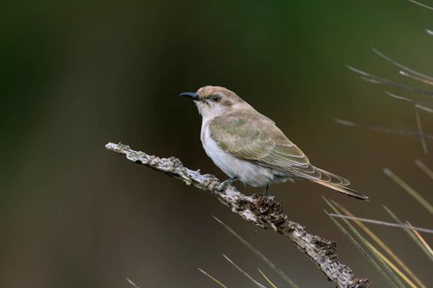 Horsfield's Bronze Cuckoo (Chrysococcyx basalis) juvenile, Victoria, Australia