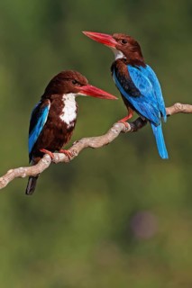 White-throated Kingfisher (Halcyon smyrnensis) pair, Malaysia