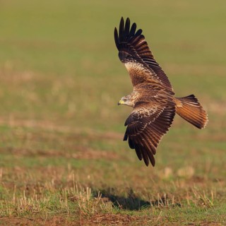 Red Kite, Red Kite, Montagu's Harrier, (Milvus milvus), King Harrier, bird of prey, flight photo,