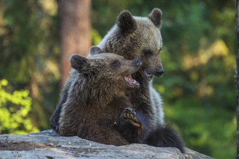 Eurasian Brown Bear (Ursus arctos) two fighting in forest, Finland