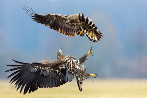 Two fighting sea eagles, (Haliaeetus albicilla), Haliaaetus albicilla, animals, birds, birds of
