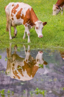 Holstein Friesian cattle stand on a green meadow at a puddle and drink. A reflection of the cows