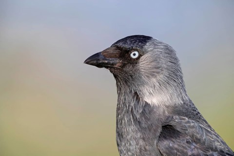 Dohle, Jackdaw, Eurasian Jackdaw, Corvus monedula, Choucas des tours, Grajilla Común, Grajilla