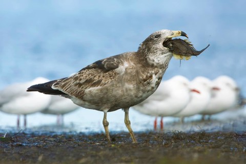 Pacific Gull (Larus pacificus) juvenile eating fish, Victoria, Australia
